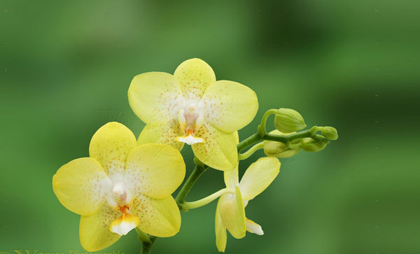 Pharmacie L'ORCHIDEE - 0537 71 63 81